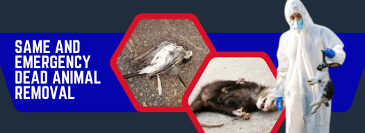 We Offer Same and Emergency Dead animal removal Service